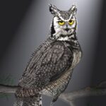 Owl-nv