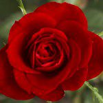 Small_Red_Rose