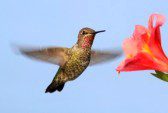 hummingbird.a-flower