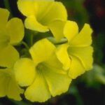 Flower-Yellow