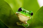 frog-peeking-out