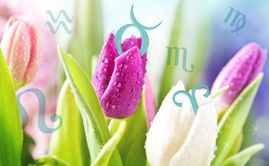 Spring Tulips with Astrology Signs