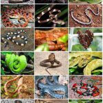 Snakes_Diversity