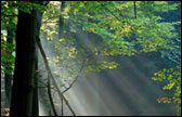forest sun rays