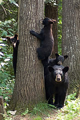 Bear w:cubs