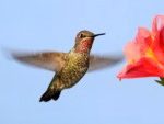 hummingbird.a-flower